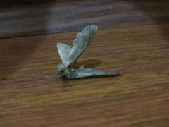  Odama giren kelebekler (ss'li)