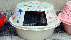 Ücretsiz kedi evi(sadece 14tl kargo var)