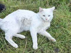 Yabancı siyah kedi Van kedimin peşinden ayrılmıyor!