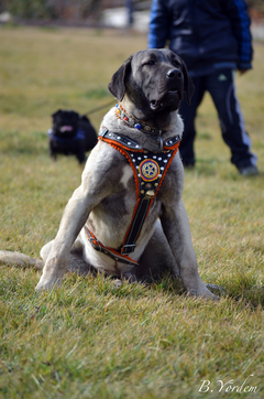  Köpek Irkları Federastonu Ankara Etkinliği Fotolarım