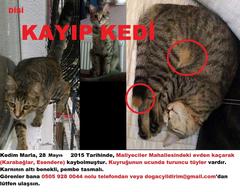  Kayıp Kedi İlanı - İzmir