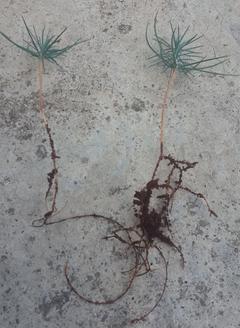 Kozalak / Tohumdan çam ağacı yetiştirme [2 yıllık aşamalar]