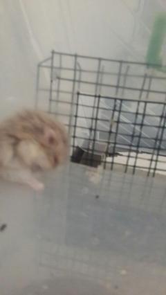  Hamster Cinsleri Acil Yardım.!!!