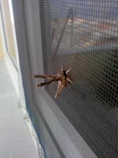  İlk defa gördüğüm böcek