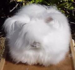 angora tavsani