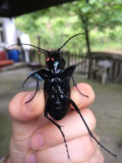 Bu böceğin türü ne?