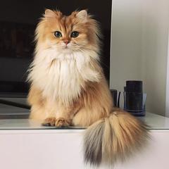 Dünya'nın en fotojenik kedisi: Smothie