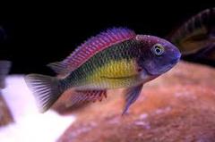  tropheus red rainbow kasanga istiyorum....