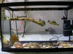 su kaplumbağası akvaryumu | DonanımHaber Forum » Sayfa 2