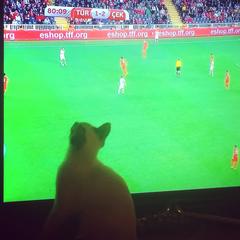  Kedim maç izliyor taktik verin