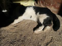 forum donanimhaber com