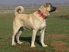  Kangal mı Pitbull mu?