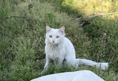 Yabancı siyah kedi Van kedimin peşinden ayrılmıyor!