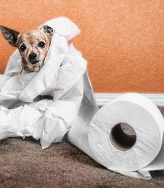  Köpeklerde Tuvalet Eğitimi Nasıl Verilmeli?