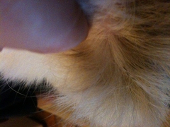 veteriner hekime sorun