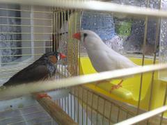  zebra finch cinsiyet ayrımı