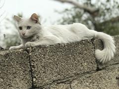 Yabancı siyah kedi Van kedimin peşinden ayrılmıyor!