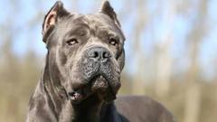 Cane Corso Sahipliği