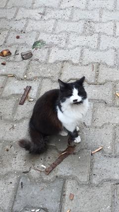  İzmir'de kedi sahiplenmek isteyenler? Harika bir kedi var