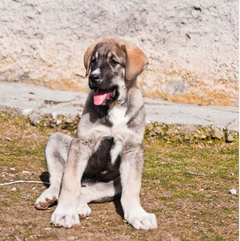  Anadolu Kangal Çiftliğimiz (Foto)