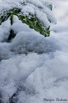  canon 1100d ve 50mm f1.8 çekimlerim