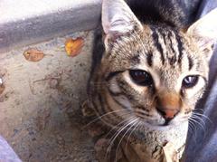  Enfeksiyon sonucu gözleri kapanan sokak kedisinin görmesi için yardım etmek istermisiniz?
