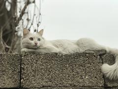 Yabancı siyah kedi Van kedimin peşinden ayrılmıyor!