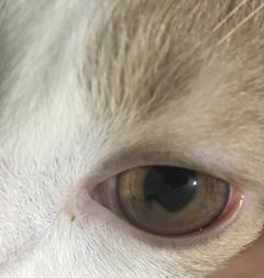 Kedimin tek gözü ışıklı alanlarda böyle oluyor nedeni nedir (SS Lİ )