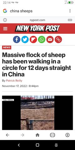 Çin'de 288 Saattir Kendi Etrafında Dönen Koyunlar