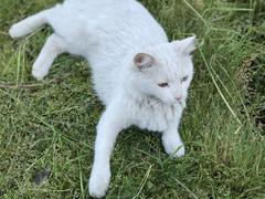 Yabancı siyah kedi Van kedimin peşinden ayrılmıyor!