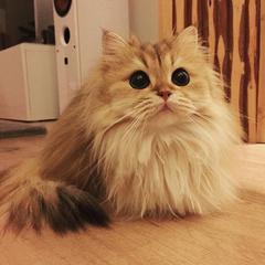 Dünya'nın en fotojenik kedisi: Smothie