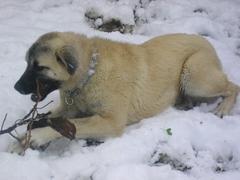  Köpekler hakkında Eğitim Çeşitleri-Beslenme-Tür Seçenegi Sorularınızı Sorabilirsiniz