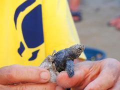  Aranızda daha önce deniz kaplumbağaları için çalışmalara katılan var mı?