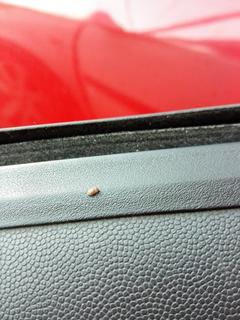  Arabamdan cikan ilginc böcekler