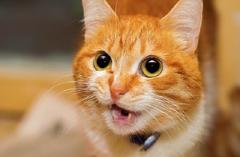 Veteriner Hekimler Yanitliyor Kedilerin Cikardigi 8 Farkli Ses Ne Anlatiyor Donanimhaber Forum