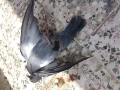  Balkonumdaki Ölü Kuş[SS]