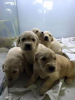  Golden Retriever Almak İstiyorum