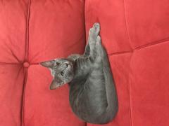 Russian Blue kedimi sahiplendirmek istiyorum