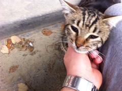  Enfeksiyon sonucu gözleri kapanan sokak kedisinin görmesi için yardım etmek istermisiniz?