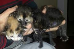  İzmir Bornovada 4 yavru kedi
