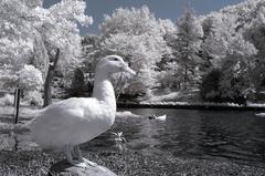 KIZILÖTESİ FOTOĞRAFÇILIK ( INFRARED PHOTOGRAPHY )