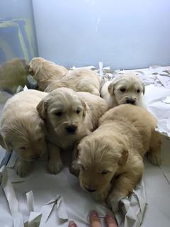  Golden Retriever Almak İstiyorum