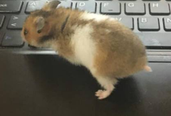  Yavru Hamster hırlaması