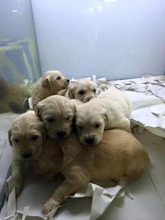  Golden Retriever Almak İstiyorum