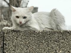 Yabancı siyah kedi Van kedimin peşinden ayrılmıyor!