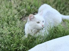 Yabancı siyah kedi Van kedimin peşinden ayrılmıyor!