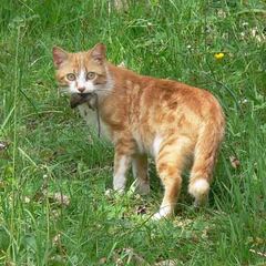 forum donanimhaber com