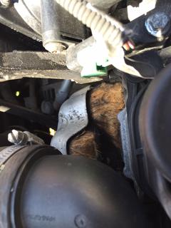  Motora kedi girmiş nasıl çıkartabilirim ?