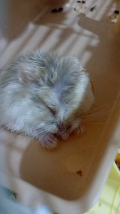 Hamsterim :)