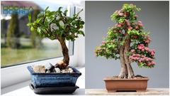 Cüce Ağaç: Bonsai Nedir? Bakımı Nasıl Yapılır?